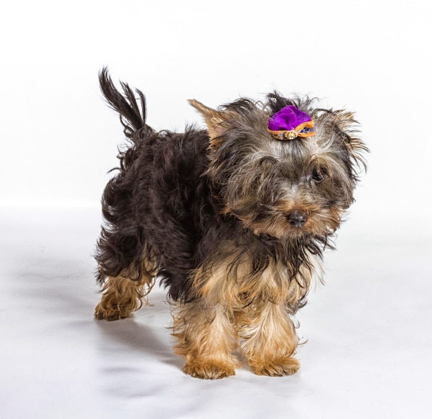 Yorkshire terrier looking at the camera in a head shot against a white background