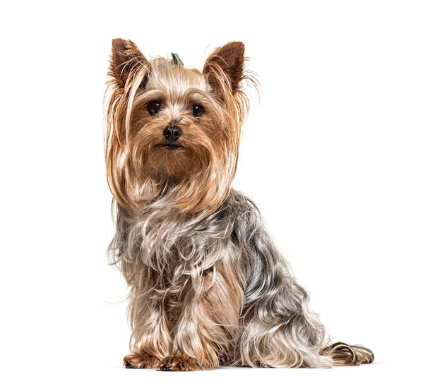 Yorkshire Terrier looking at the camera isolated on white