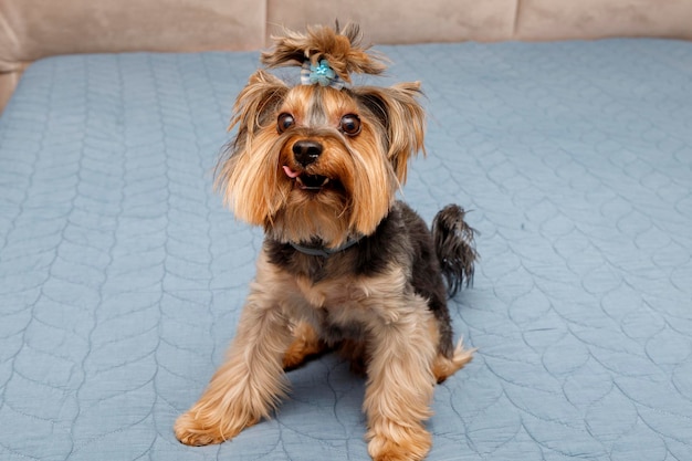 Yorkshire terrier photography Cute dog Funny Yorkie