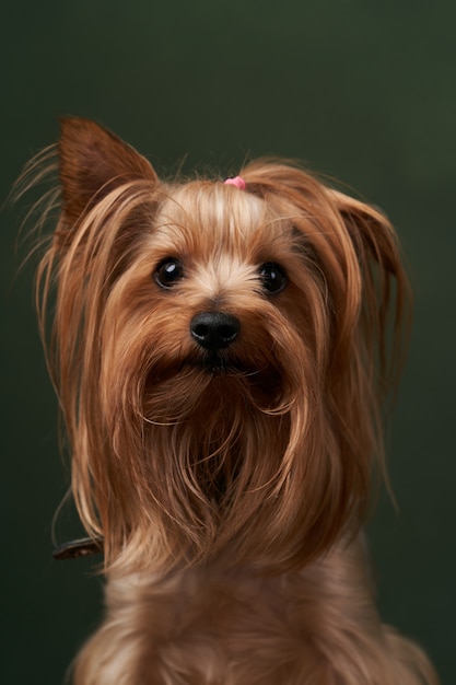 Yorkshire Terrier portrait, close-up. Cute Yorkshire Terrier puppy posing on a green background.