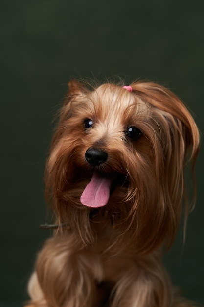 Yorkshire Terrier portrait, close-up. Cute Yorkshire Terrier puppy posing on a green background.