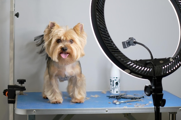 A Yorkshire terrier poses for a photographer on a grooming table