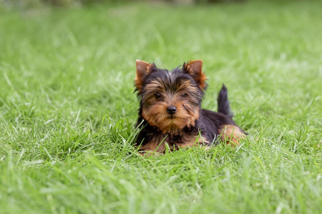 A Yorkshire terrier puppy is sitting on the grass walk