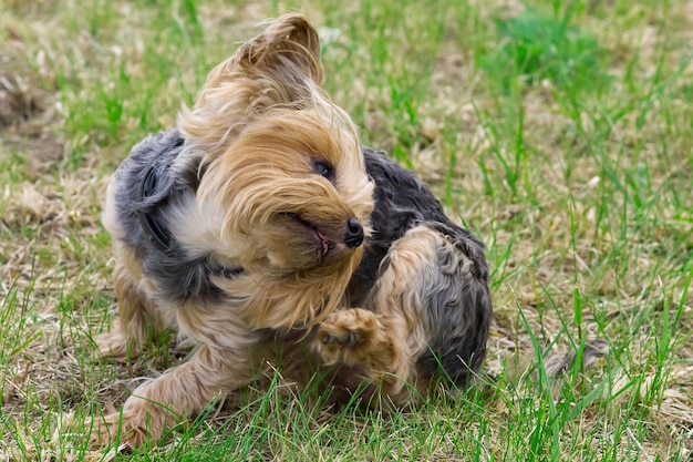 Yorkshire terrier puppy itches in the low spring grass next to the flowers Funny little Yorkie puppy in golden hour photo