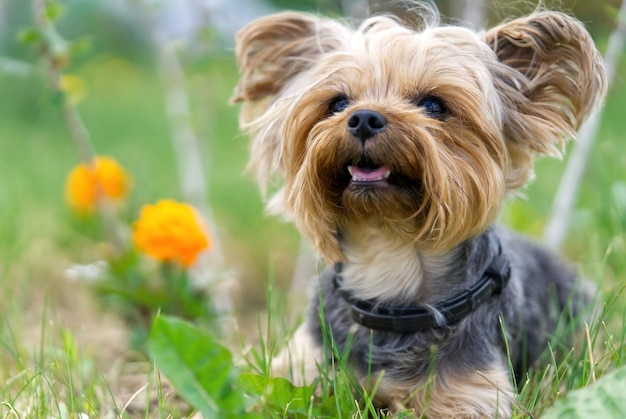 Yorkshire Terrier puppy lies in the low spring grass close to flowers Funny small York puppy on golden hour time photography