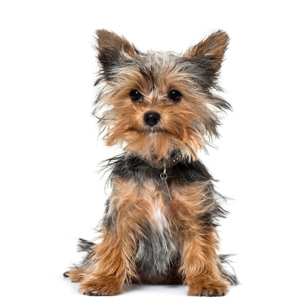 Yorkshire terrier puppy sitting against white background