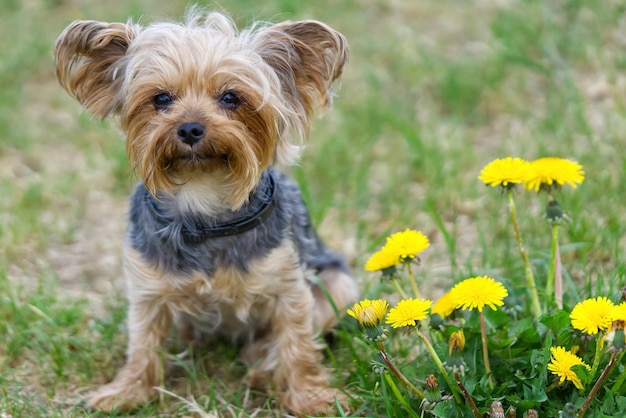 Yorkshire Terrier puppy sitting on the grass close to flowers Funny small York puppy on golden hour time photography