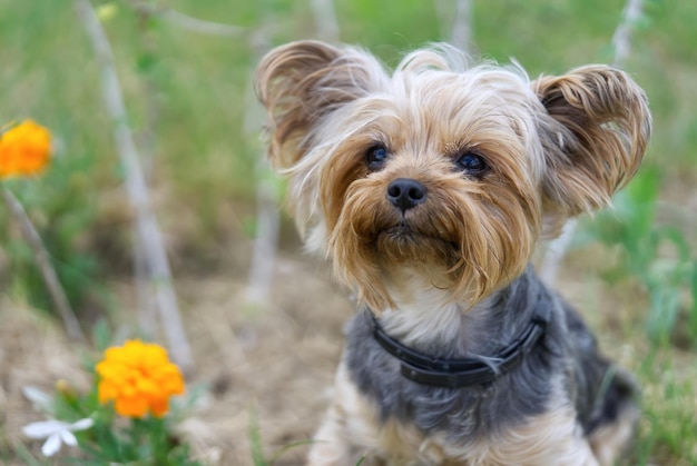 Yorkshire Terrier puppy sitting on the grass close to flowers Funny small York puppy on golden hour time photography