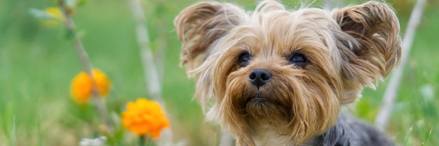 Yorkshire Terrier puppy sitting on the grass close to flowers Funny small York puppy on golden hour time photography