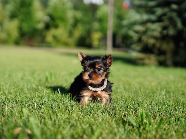 Yorkshire Terrier Puppy Sitting on Green Grass Fluffy cute dog Looks at the Camera Domestic pets