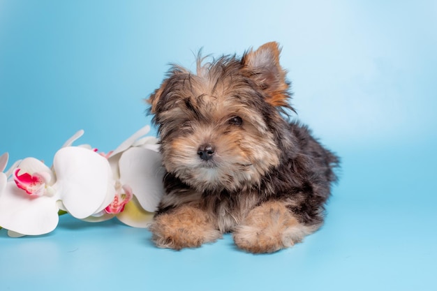 Yorkshire terrier puppy with a bouquet of spring flowers on a blue background