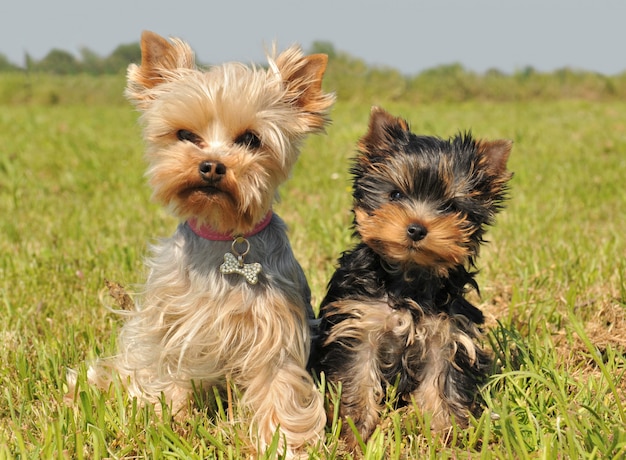 Yorkshire terrier and puppy