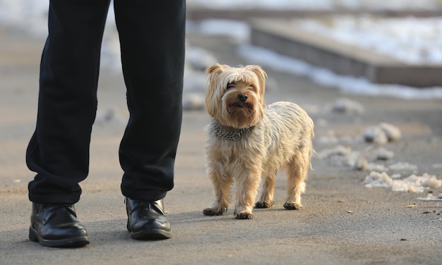 Yorkshire terrier thoroughbred dog for a walk