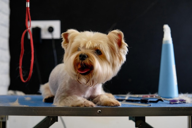 A Yorkshire terrier with a hairy head and a shaved body is lying on a table