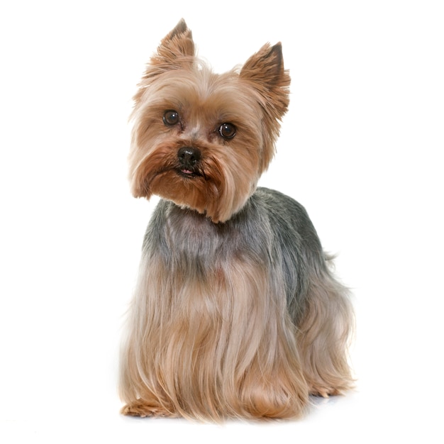 Yorkshire terrier