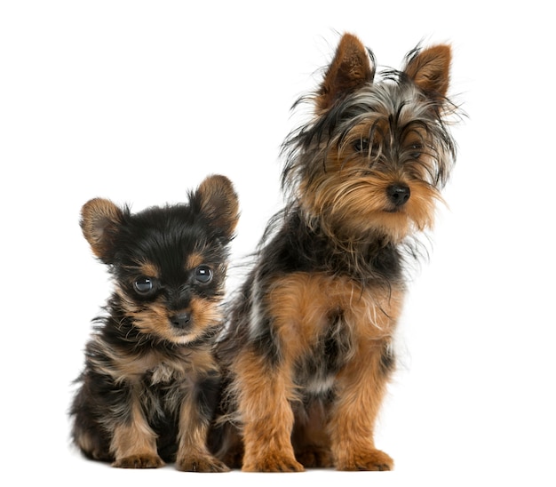 Yorkshire terriers sitting in front of a white wall