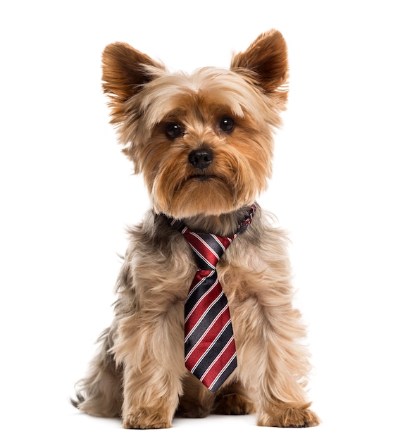 Yorkshire wearing a tie in front of a white wall