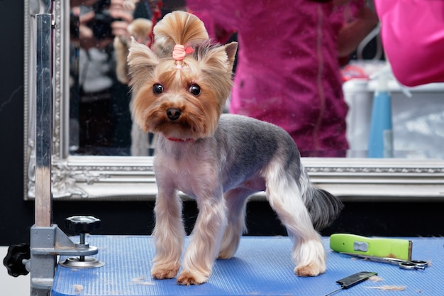 A Yorsh Terrier dog on a grooming table in an animal beauty salon.