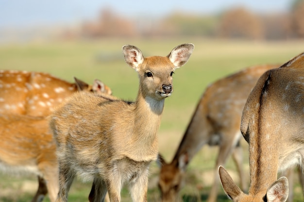 Youmg deer in autumn meadow