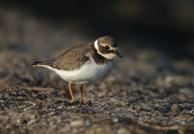 Young and adult common ringed plover or ringed plover (Charadrius hiaticula) in winter plumage, close-up shot on the lake shore in soft morning light