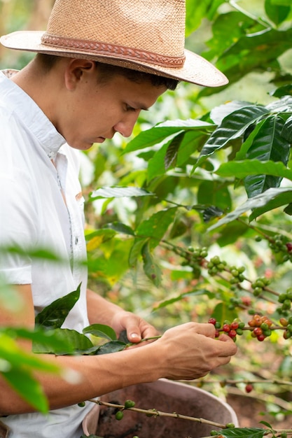 Young adult harvesting coffee bales Young coffee grower at work Farmer with hat working in the sun