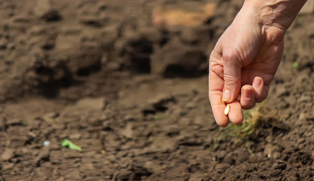 Young adult woman hand planting pumpkin seeds in fresh dark soil