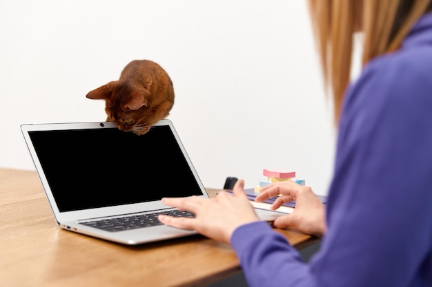 Young adult woman in violet hoodie with abyssinian cat using laptop Work from home concept