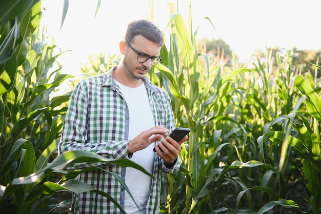 A young agronomist examines corn on agricultural land Farmer in a corn field on a sunny day