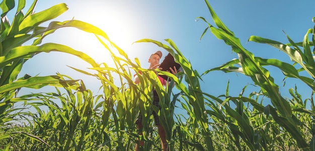 A young agronomist examines corn cobs on agricultural land Farmer in a corn field on a sunny day