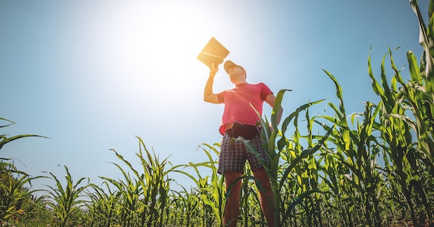 A young agronomist examines corn cobs on agricultural land Farmer in a corn field on a sunny day