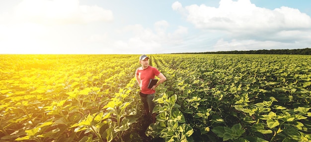 A young agronomist examines young sunflower plants on agricultural land Farmer on a green field of sunflowers on a sunny day