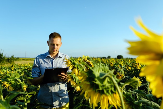 Young agronomist holds a paper chart in his hands and analyzes the sunflower