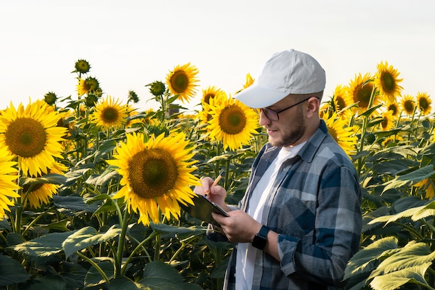 Young agronomist inspecting sunflowers in field