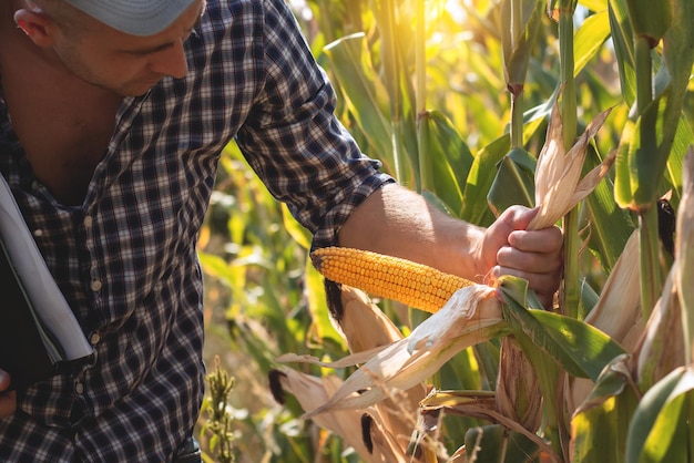 A young agronomist inspects the quality of the corn crop on agricultural land Farmer in a corn field on a hot sunny day