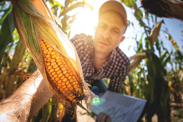 A young agronomist inspects the quality of the corn crop on agricultural land Farmer in a corn field on a hot sunny day