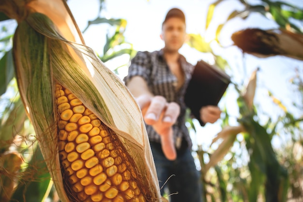 A young agronomist inspects the quality of the corn crop on agricultural land Farmer in a corn field on a hot sunny day