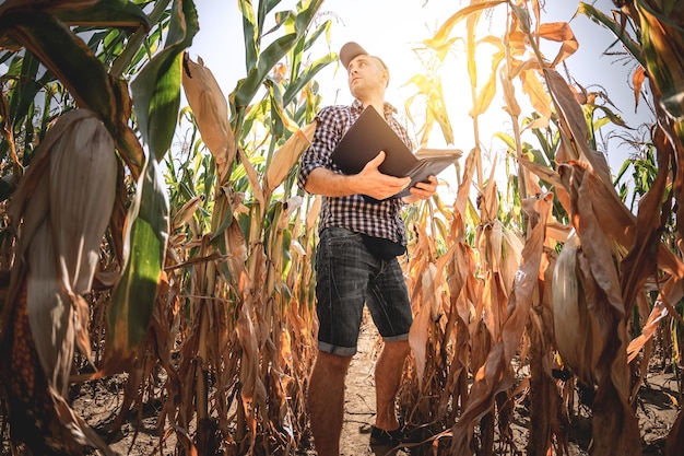 A young agronomist inspects the quality of the corn crop on agricultural land Farmer in a corn field on a hot sunny day