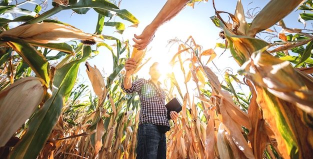 A young agronomist inspects the quality of the corn crop on agricultural land Farmer in a corn field on a hot sunny day