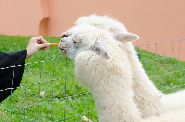 Young alpaca being hand fed.