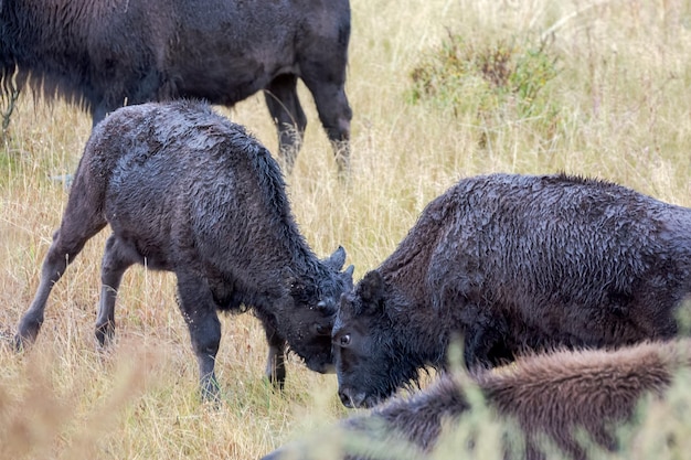 Young American Bison Bison bison play fighting in Yelowstone National Park