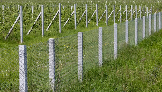 Young apple seedlings in an orchard