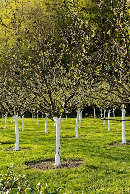 young apple trees with white washed trunks in spring fruit trees landscaping and horticulture