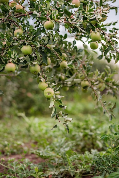 Young apples on a tree in the garden Growing organic fruits on the farm Traditional