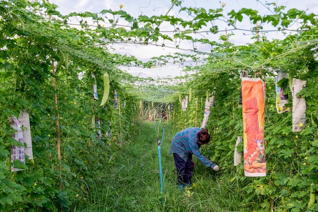 Young asian farmer harvesting Bitter gourd in plantation