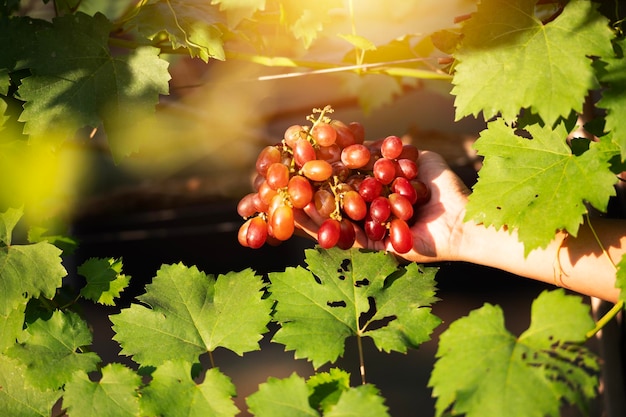 Young asian farmer's hand and grape harvest Farmers collaborate with freshly harvested red grapes to produce red wine