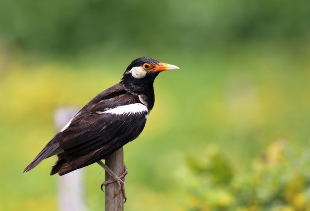 Young Asian Pied Starling sitting on a bamboo poll