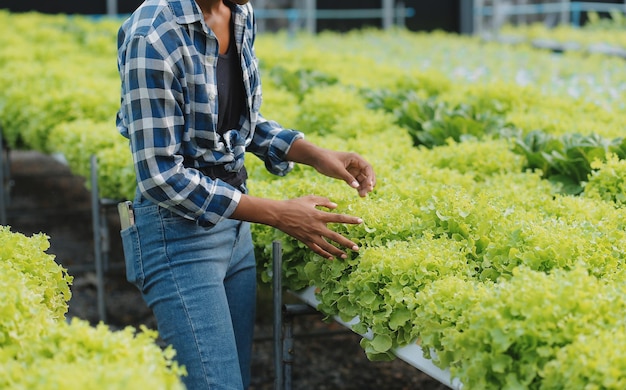 Young Asian woman and senior man farmer working together in organic hydroponic salad vegetable farm Modern vegetable garden owner using digital tablet inspect quality of lettuce in greenhouse garden