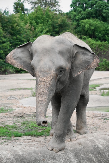 Young asiatic elephant at zoo