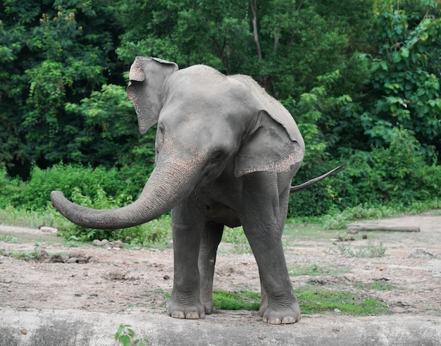 Young asiatic elephant at zoo