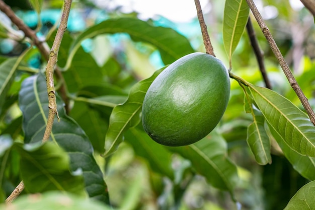 Young avocado fruit growing on the tree close up with copy space